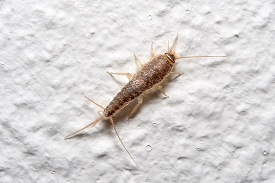 peixinho traça Peixinho-de-prata (Lepismatidae)